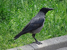 烏鴉,鳥,動(dòng)物