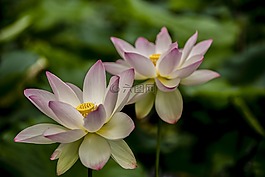 粉紅色,蓮花,鮮花