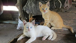 貓,小貓,動物
