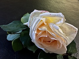 羅莎,粉紅色,粉紅色的花瓣