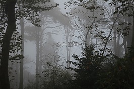 黑暗,森林,树