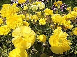 花毛茛,鮮花,自然