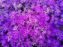 花,春,愛