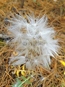 野花,花,阿爾卑斯山