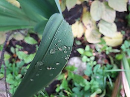 水,自然,新鮮