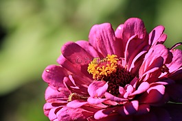百日草,花卉,性質(zhì)