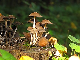 蘑菇,森林,科納爾