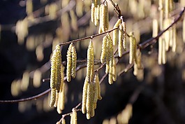 小貓,布什,春天