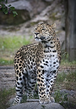 豹,動物園,貓