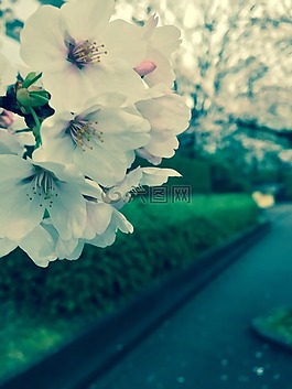 春,櫻花,性質(zhì)