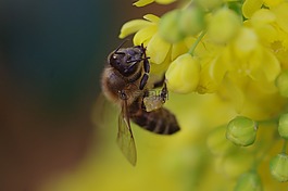 蜜蜂,開花,黃色