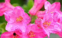 纤毛 alpenrose,高山玫瑰,开花