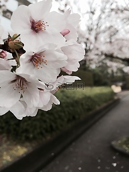 櫻花,白,性質(zhì)