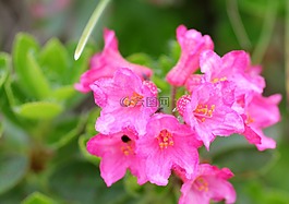 纤毛 alpenrose,高山玫瑰,bluem
