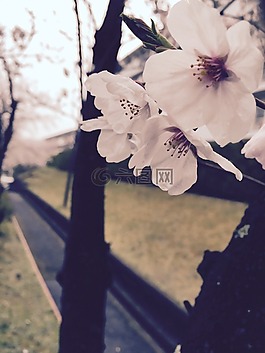 白,春,櫻花