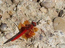 紅蜻蜓,蜻蜓,反思