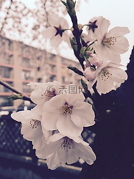 春,白,性質(zhì)