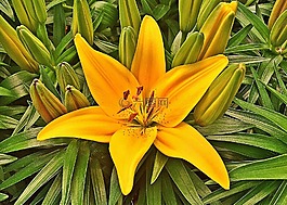 花,虎百合,黄色