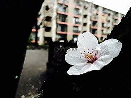 櫻花,白,春