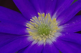 ?？?開花,花