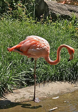 火烈鳥(niǎo),動(dòng)物園,粉紅色