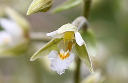 沼泽花瓣,开花,野生兰花