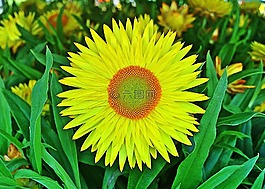 花,黃色,strawflower