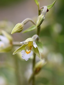 沼泽花瓣,开花,野生兰花