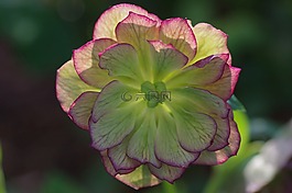 花,開花,關(guān)閉