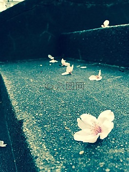 梯子,花卉,白