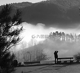 樹,自然,霧