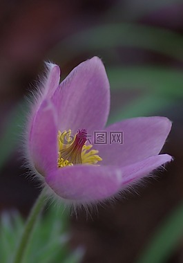 開花,花,粉紅色