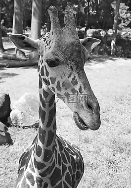 長(zhǎng)頸鹿,野生動(dòng)物,動(dòng)物園