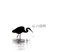白鷺,剪影,黑白色
