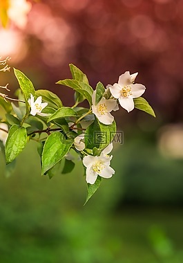 花,盛開,花瓣