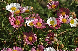 雛菊,花園,草地
