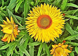 花,黃色,strawflower