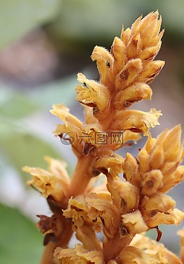 夏天伍爾茲,野花,橙色棕色