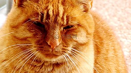 红色的猫,猫,动物