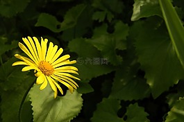 花,植物,性質(zhì)