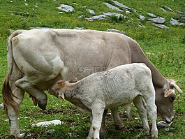 動(dòng)物,草坪,哺乳動(dòng)物