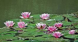 睡蓮,粉紅色,花