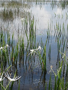 水生植物,湖,池塘