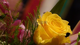玫瑰,黃色,花卉