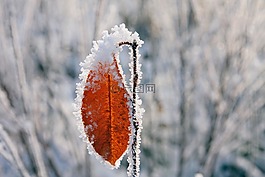 葉子,冰,晶體