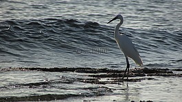 鷺,鳥,野生
