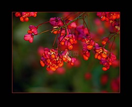 主軸,開花,云錦
