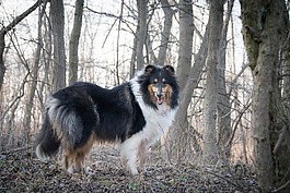 狗,森林,牧羊犬