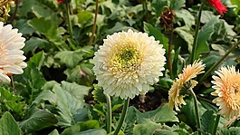 春天,花,菊花