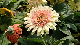 春天,花,花朵